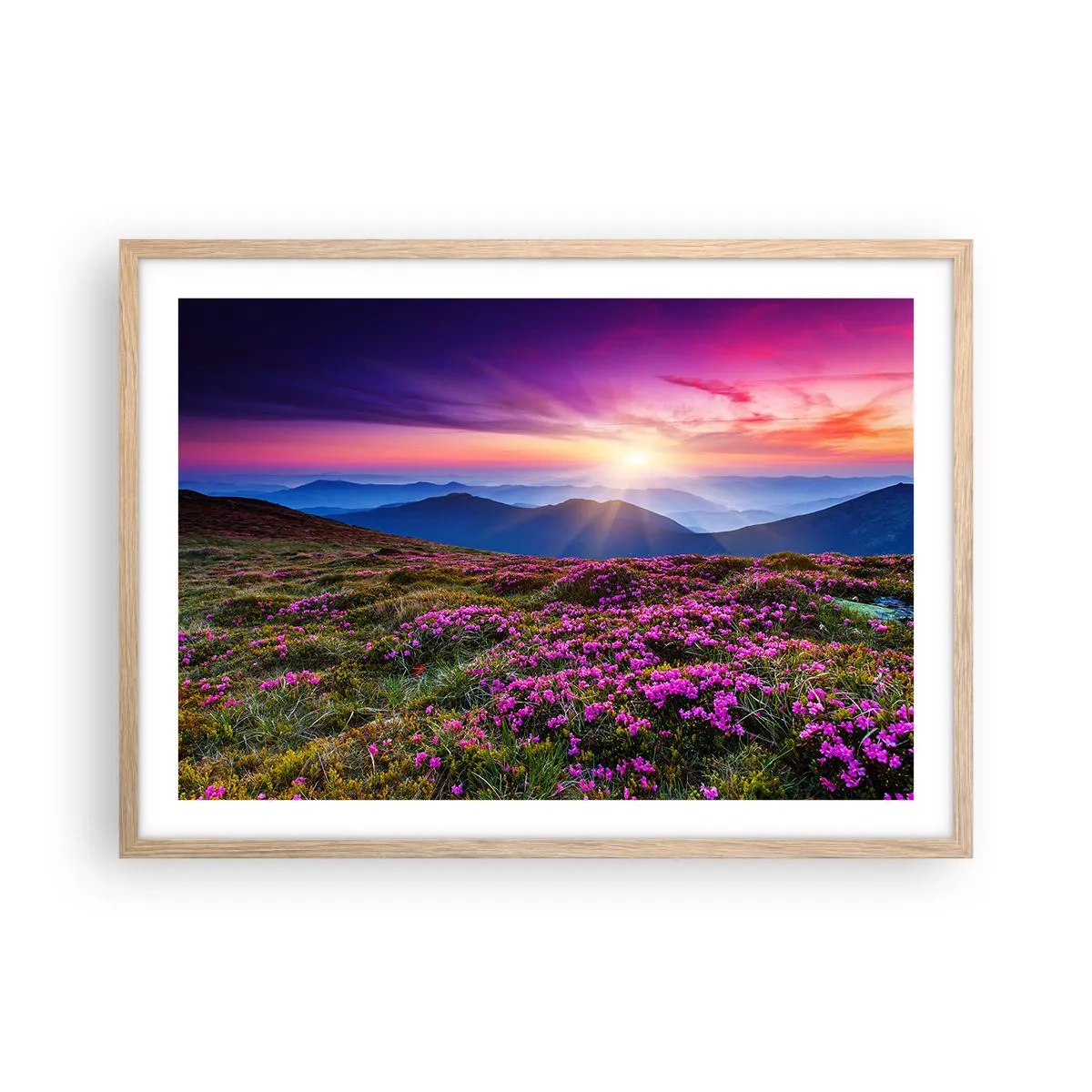 Poszter világos tölgy keretben - A gyógynövények friss fürtjei illatoztak a mezőkről - 70x50 cm