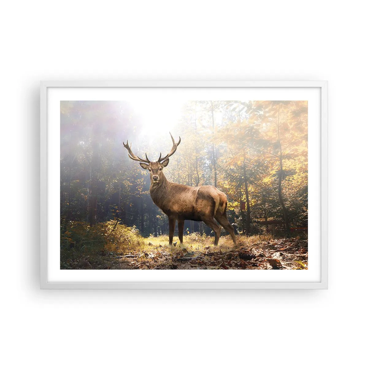 Poszter fekete keretben - Teljes fenségben - 70x50 cm