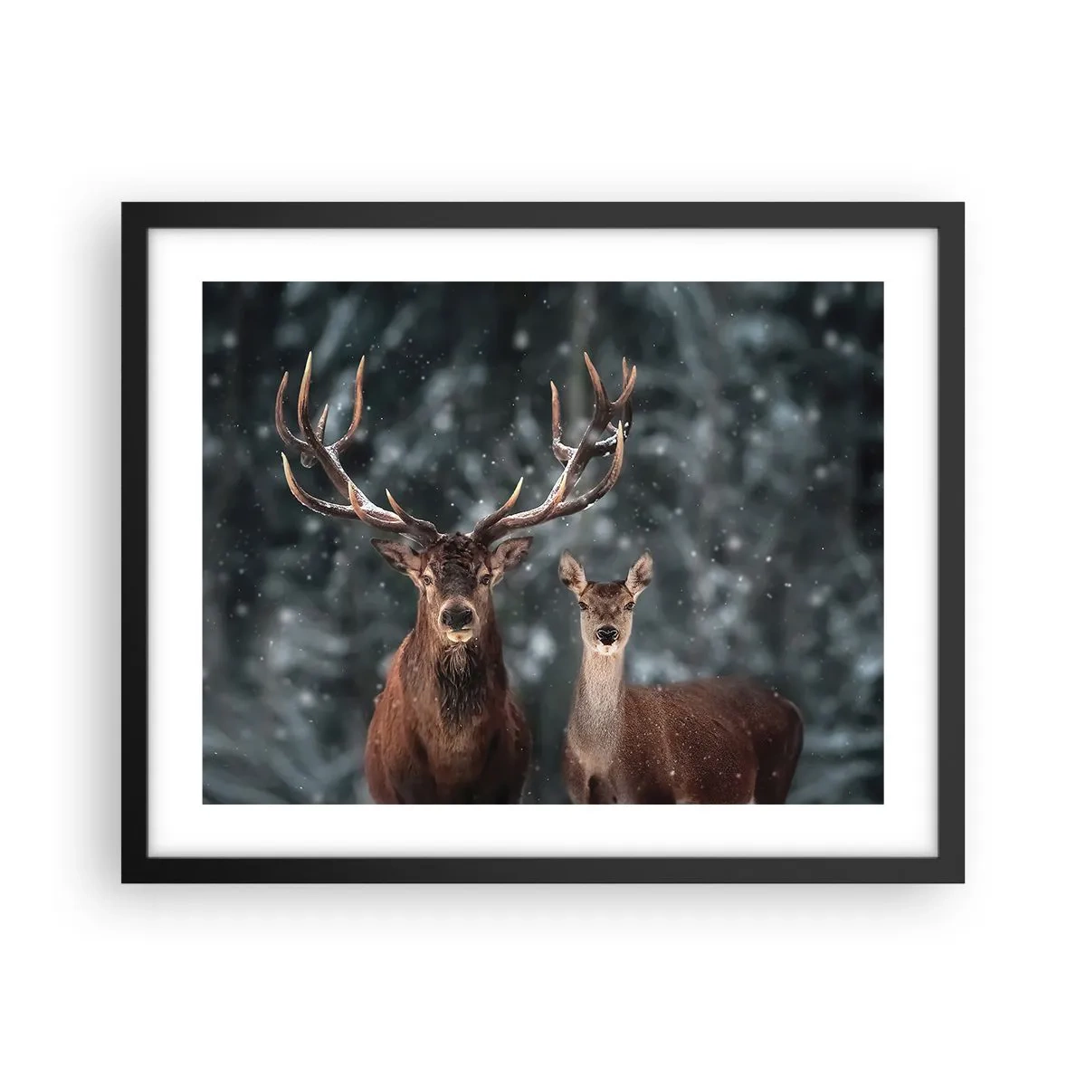 Poszter fehér keretben - Az erdő ura a feleségével - 50x40 cm