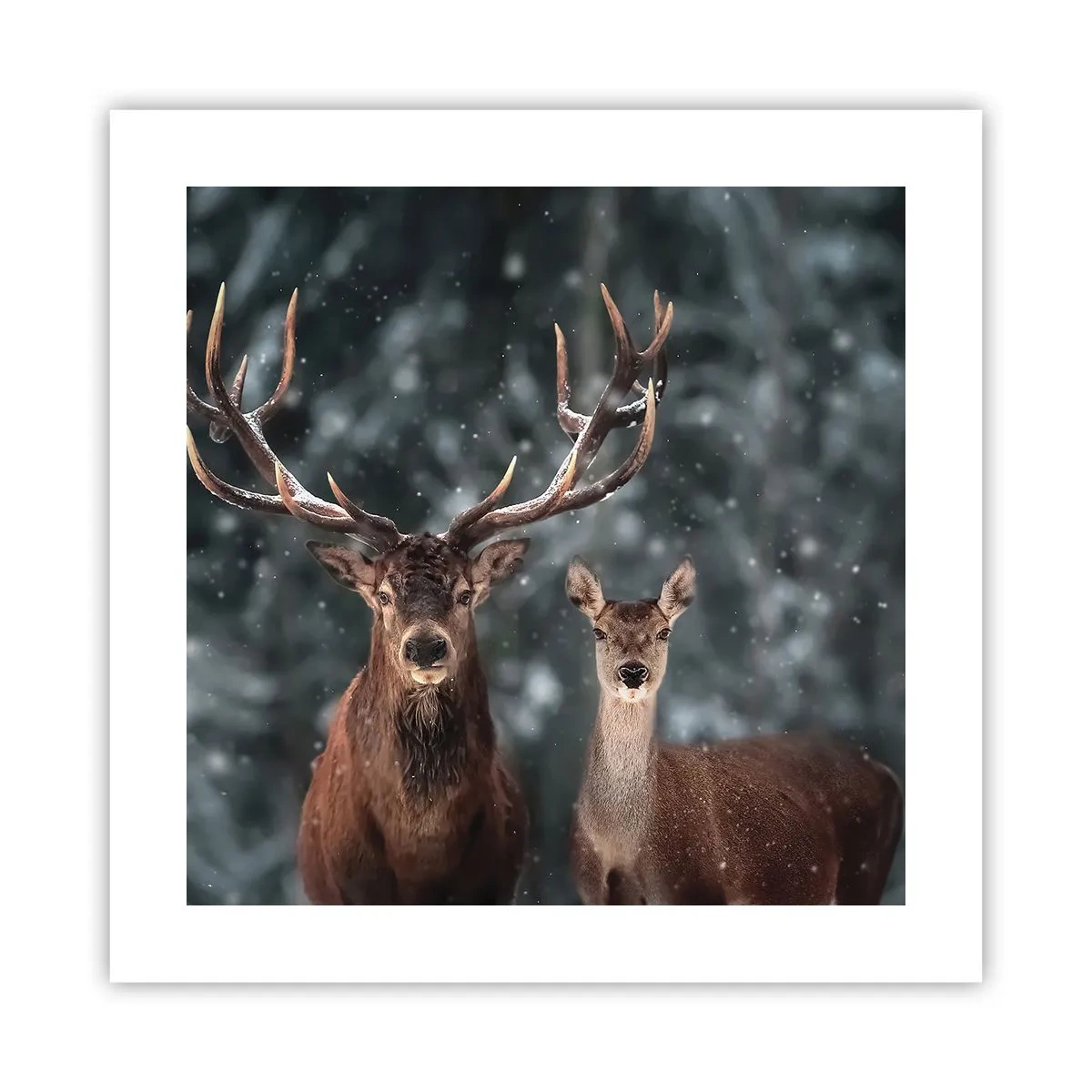 Poszter - Az erdő ura a feleségével - 40x40 cm