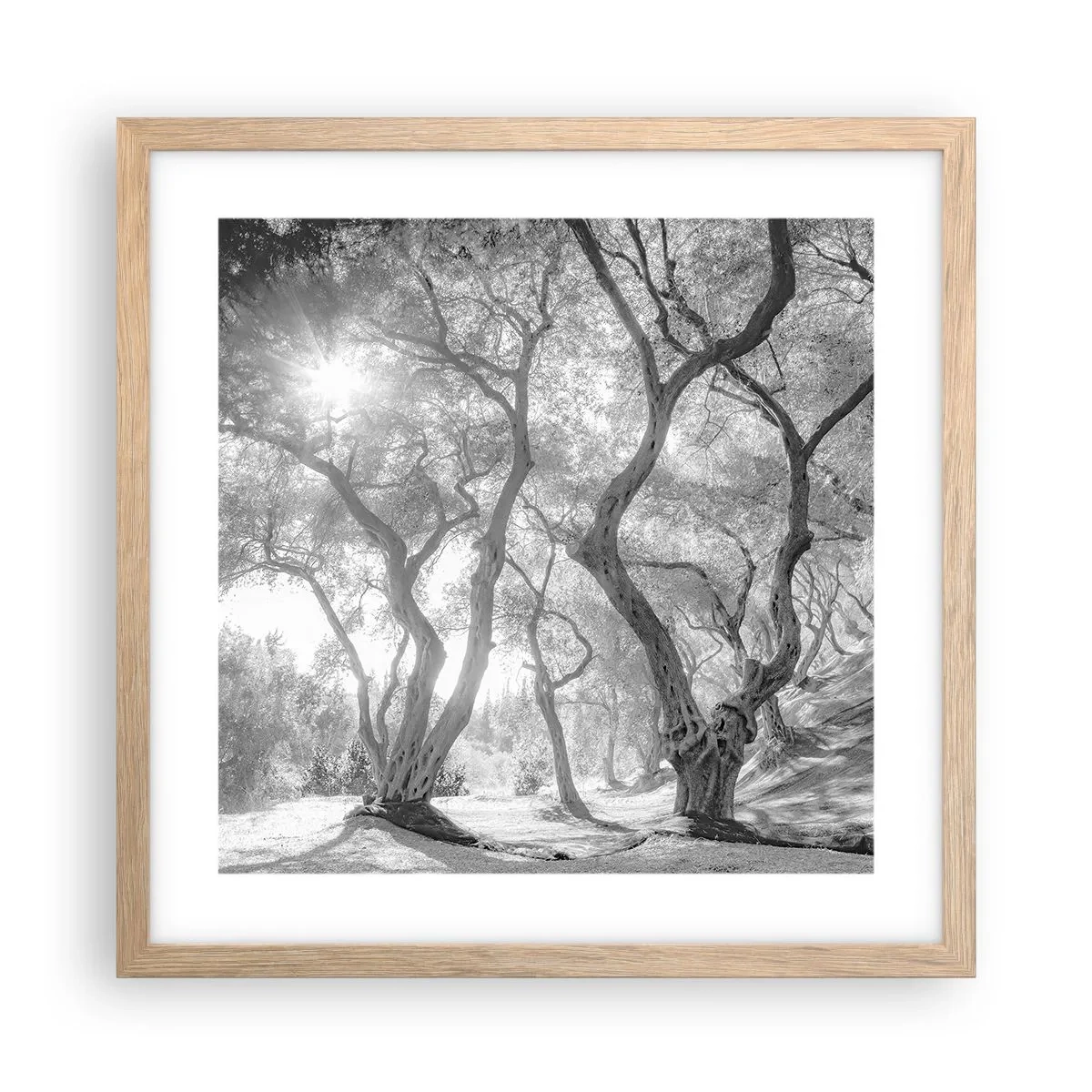 Poszter világos tölgy keretben - Egy olajfaligetben - 40x40 cm