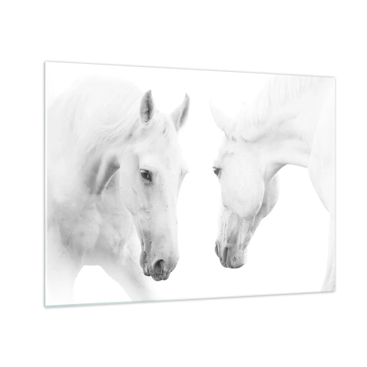 Üveg kép - Két fehér ló egymással szemben, világos háttér előtt - 70x50cm - Ez a barátság...? - Modern fali dekoráció nappalihoz és hálószobához ARTTOR