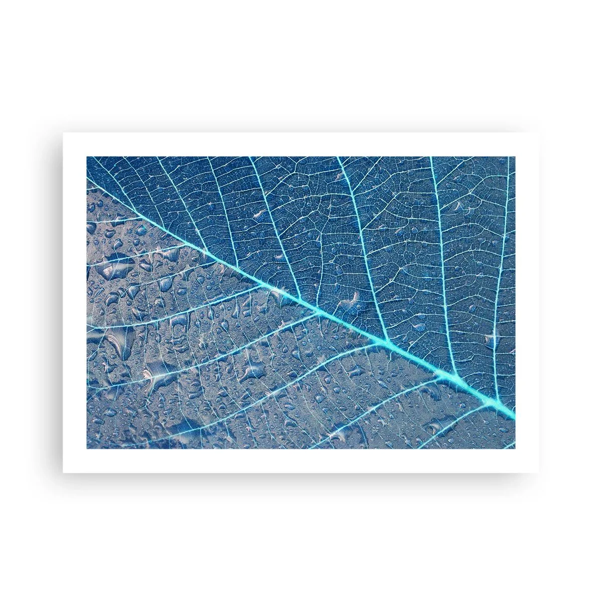 Poszter - Az élet kékben - 70x50 cm