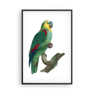 Poszter fehér keretben - Papagáj portré - 61x91 cm