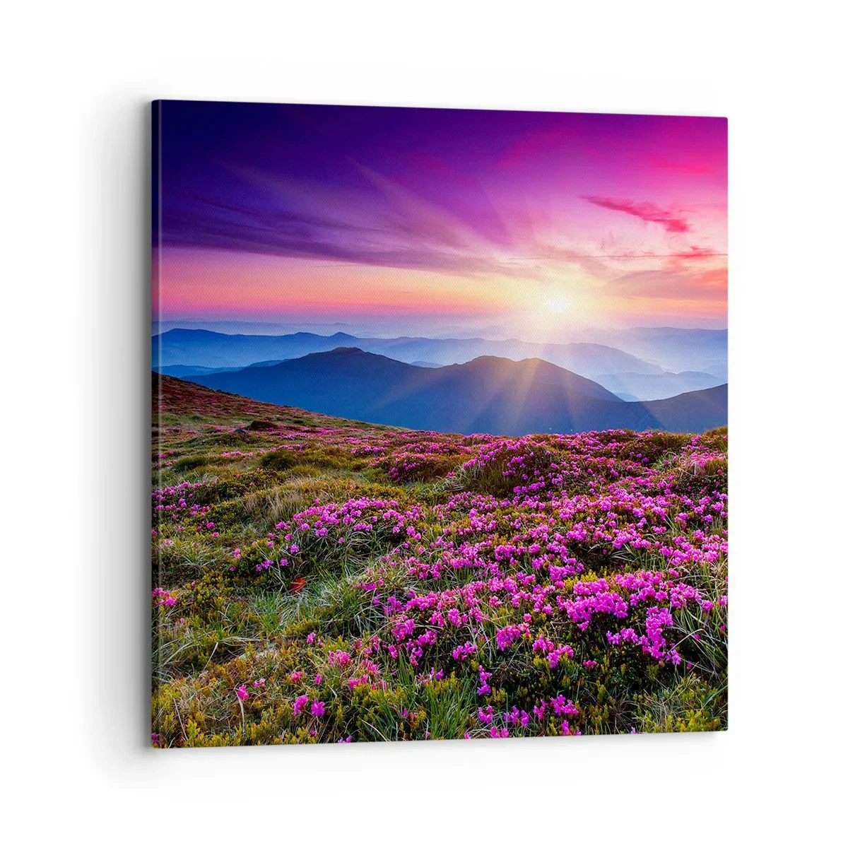 Vászonkép - A gyógynövények friss fürtjei illatoztak a mezőkről - 70x70 cm