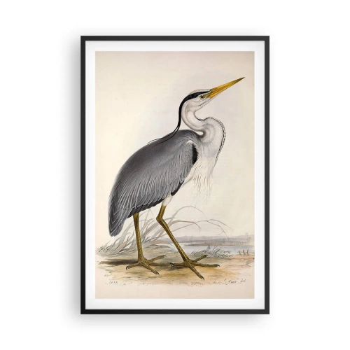 Poszter fehér keretben - Gémnek kecsessége - 61x91 cm