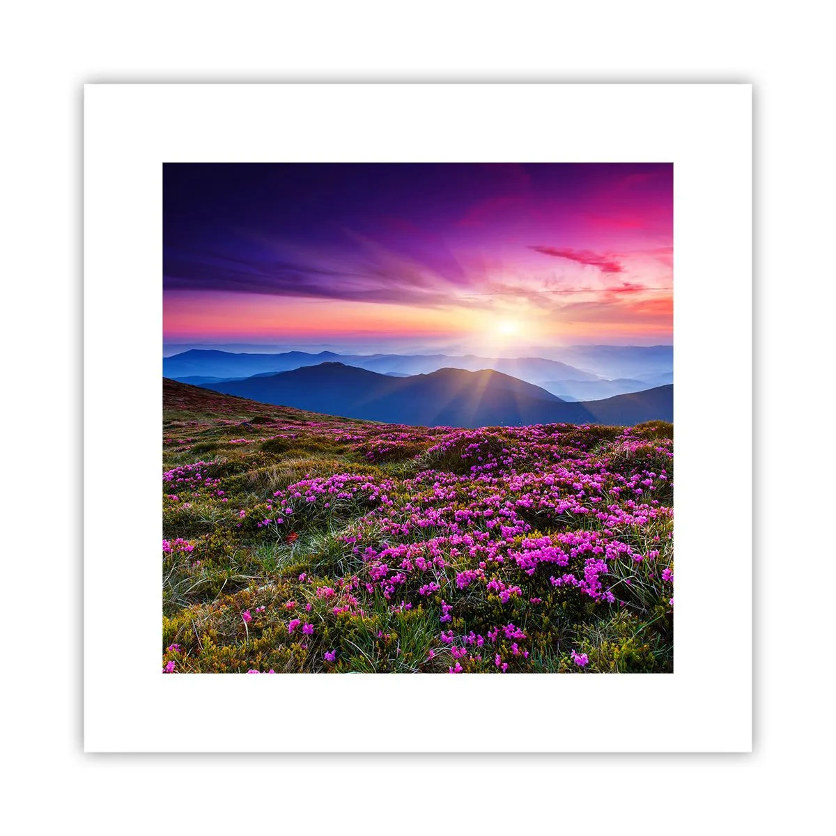 Poszter - A gyógynövények friss fürtjei illatoztak a mezőkről - 30x30 cm