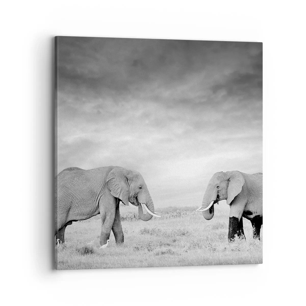 Vászonkép - A szürke gyönyörű - 70x70 cm