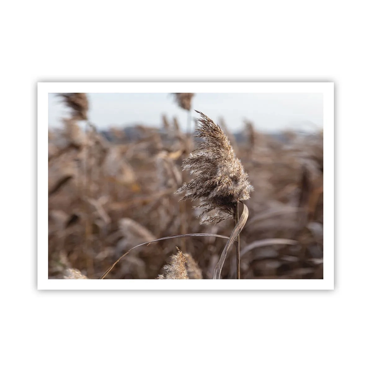 Poszter - Ideje elrepülni a széllel - 100x70 cm