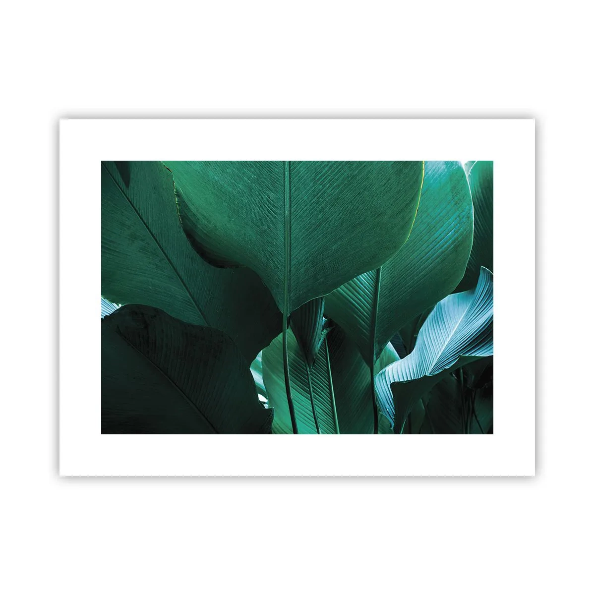 Poszter - A fény felé nézve - 40x30 cm