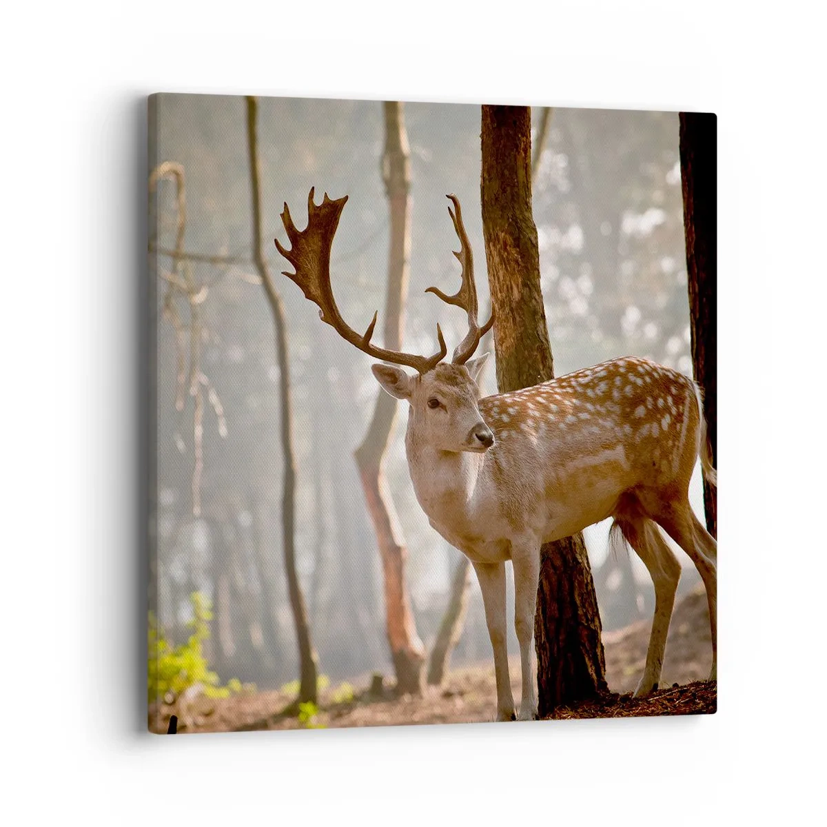 Vászonkép - A fiatalság fénye - 40x40 cm