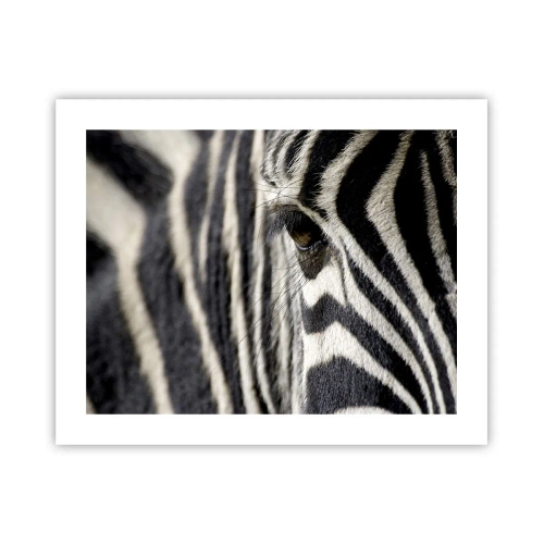 Poszter - Csíkos portré - 50x40 cm