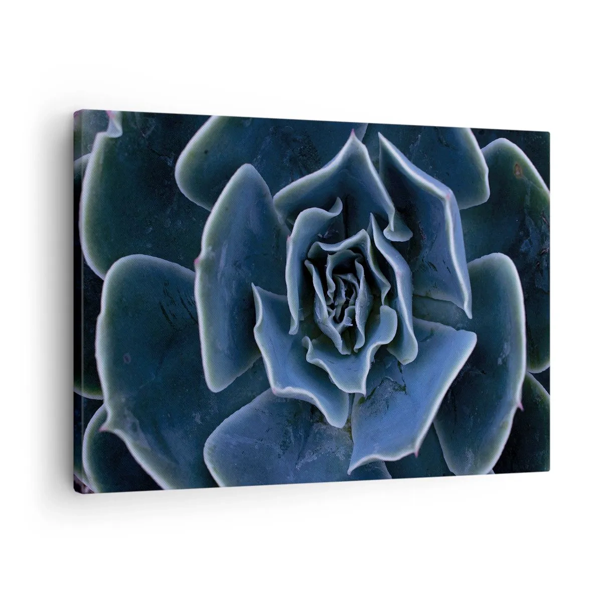 Vászonkép - Zöld pozsgás rozetta közeli képe - 70x50cm - A sivatag virága - Modern fali dekoráció nappalihoz és hálószobához ARTTOR