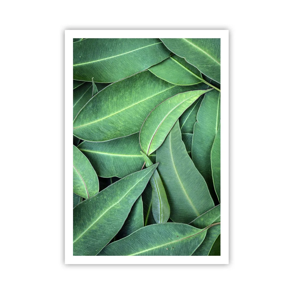 Poszter - Lédús és friss - 70x100 cm