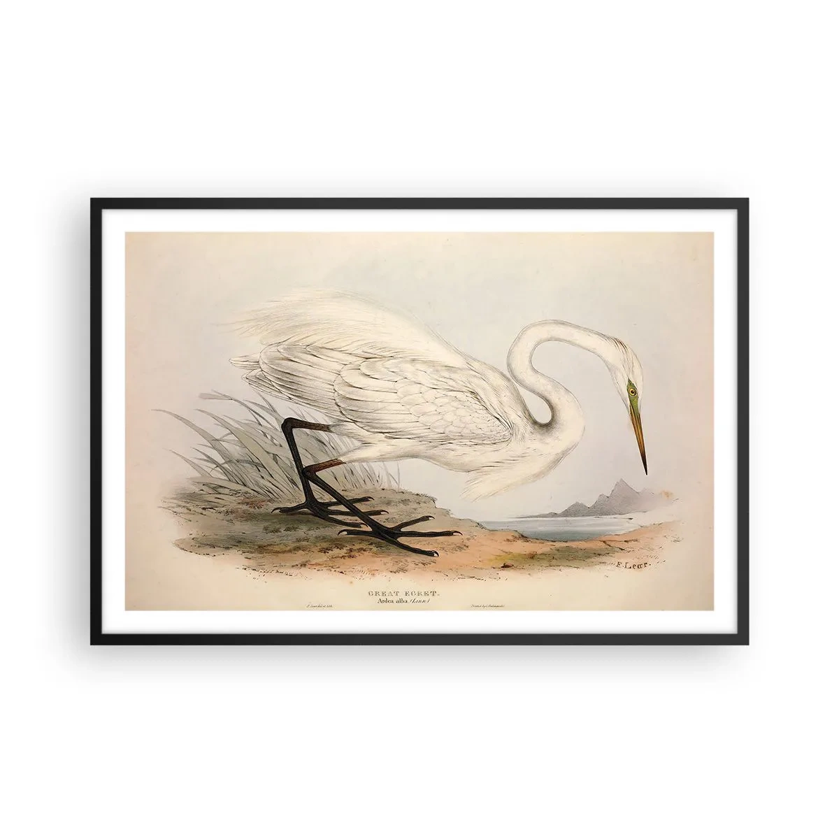 Poszter fehér keretben - Hölgy a nádasban - 91x61 cm