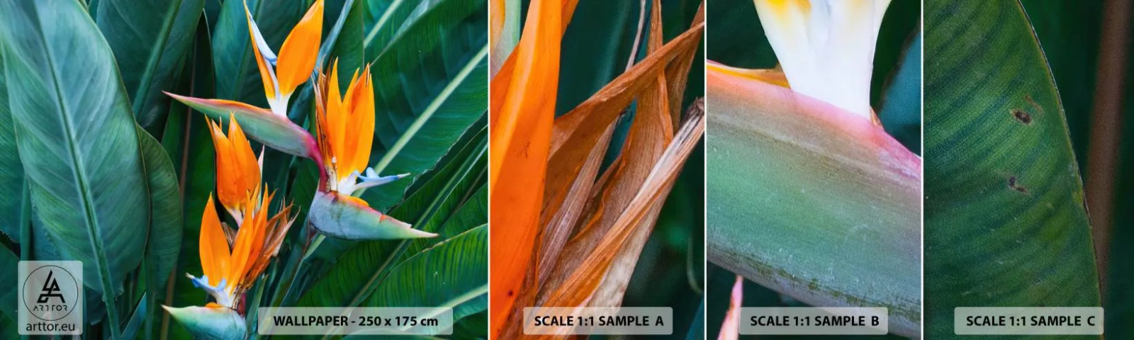 Fotótapéta Minta Öntapadós Deluxe Sticker - Virág vagy madár? - Strelitzia Royal, Virág, Afrika - 100x30 cm