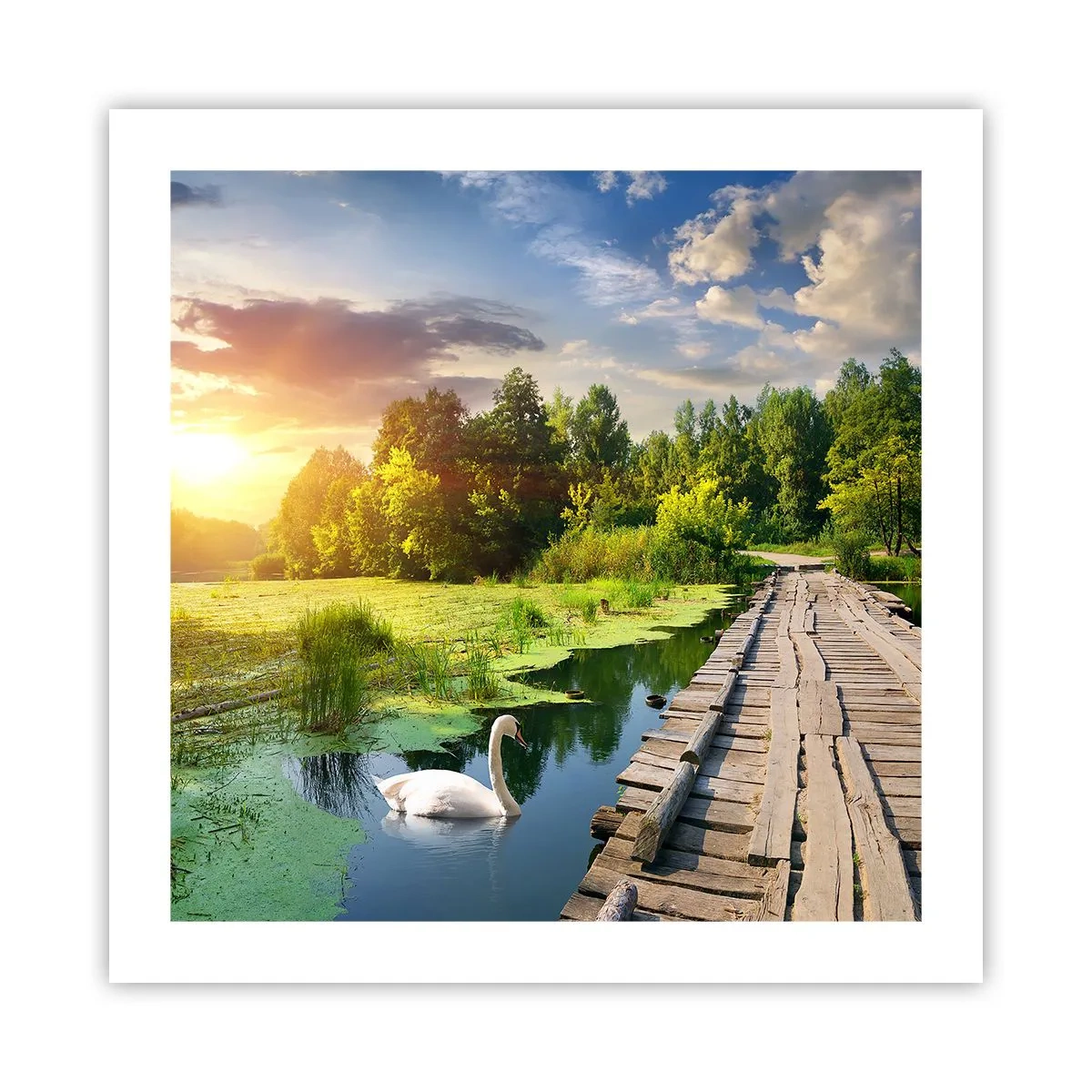 Poszter - Nyár, mindenhol nyár - 50x50 cm