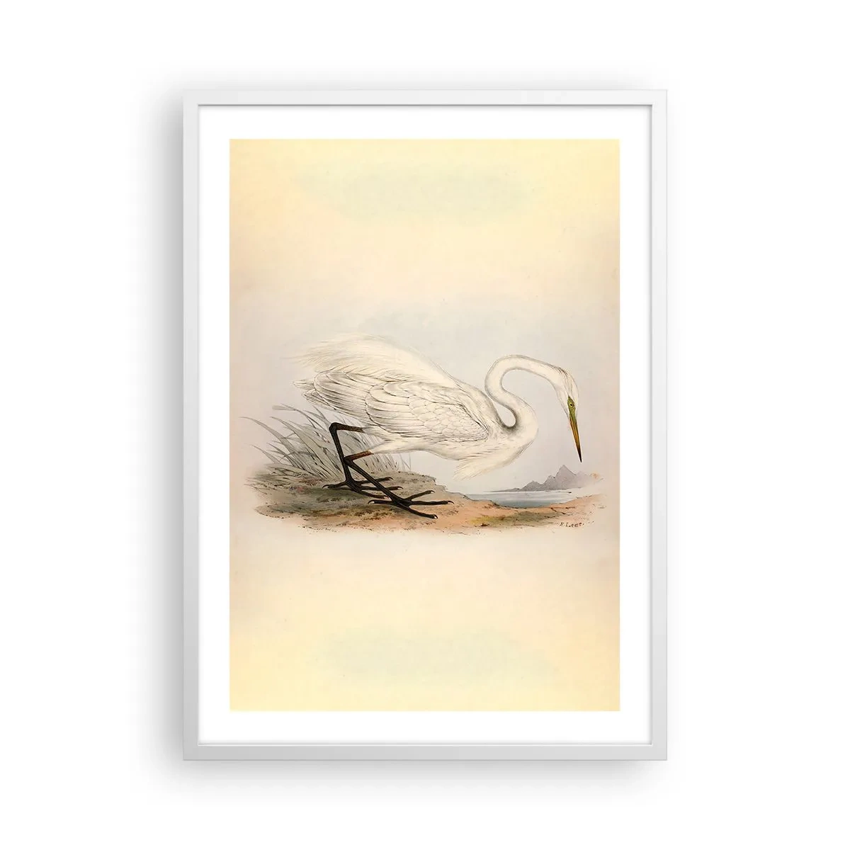 Poszter fekete keretben - Hölgy a nádasban - 50x70 cm