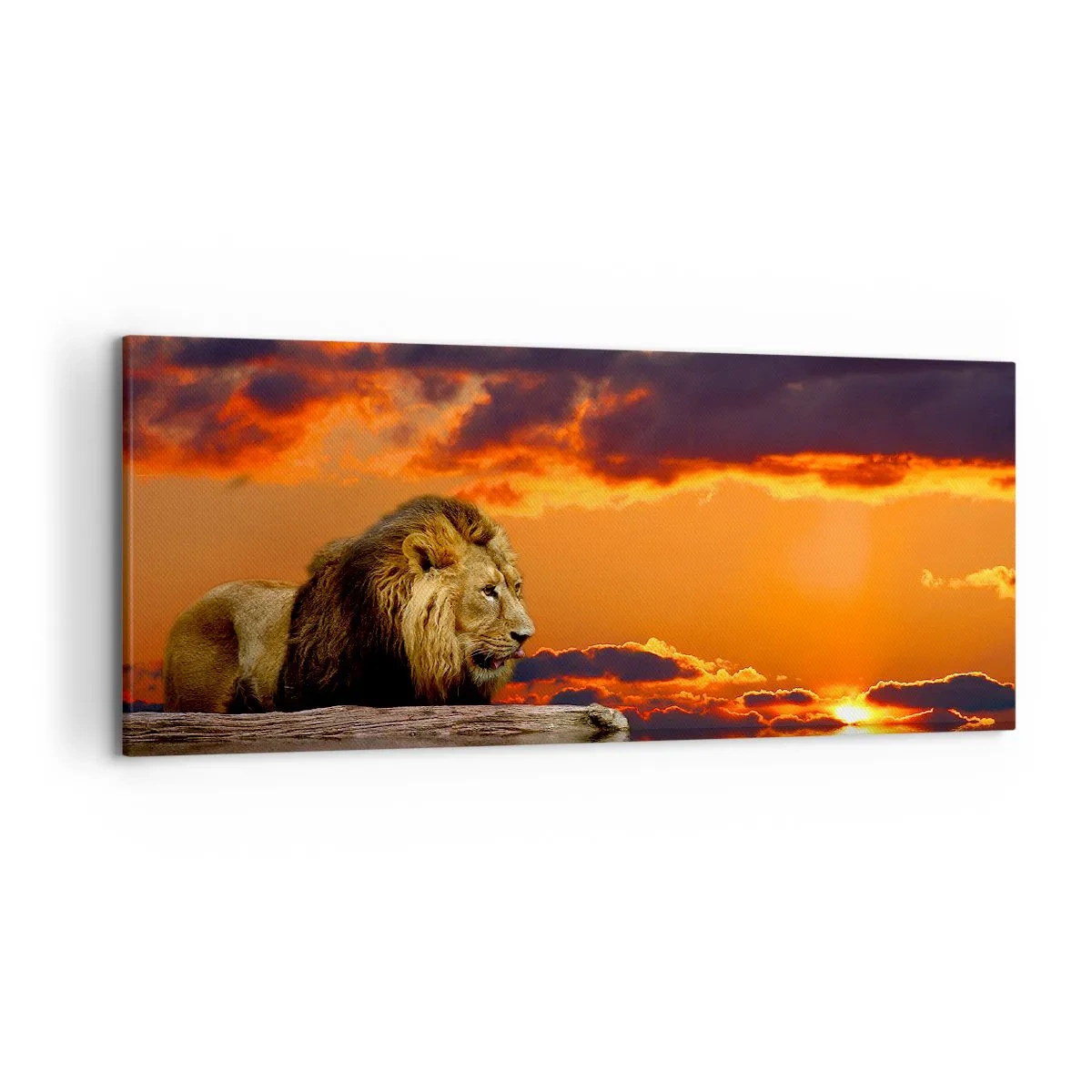 Vászonkép - A természet királya - 120x50 cm