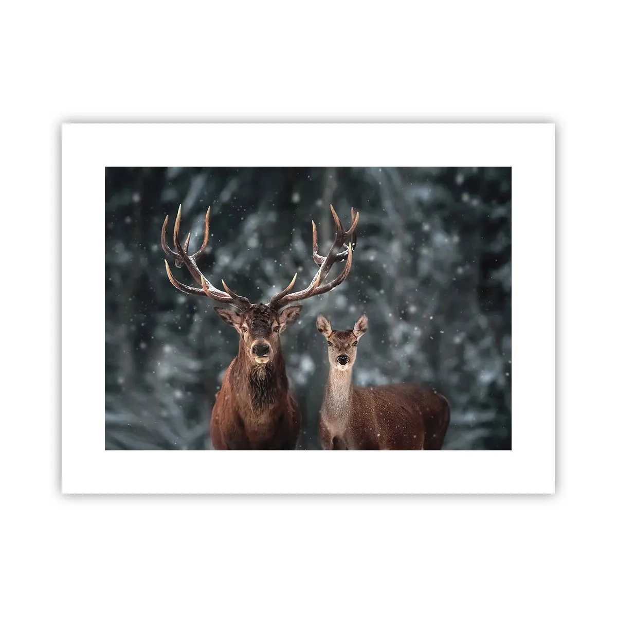 Poszter - Az erdő ura a feleségével - 40x30 cm