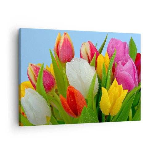 Vászonkép - Színes tulipánok, harmatcseppekkel borítva kék alapon - 70x50cm - Virágos szivárvány harmatcseppekben - Modern fali dekoráció nappalihoz és hálószobához ARTTOR