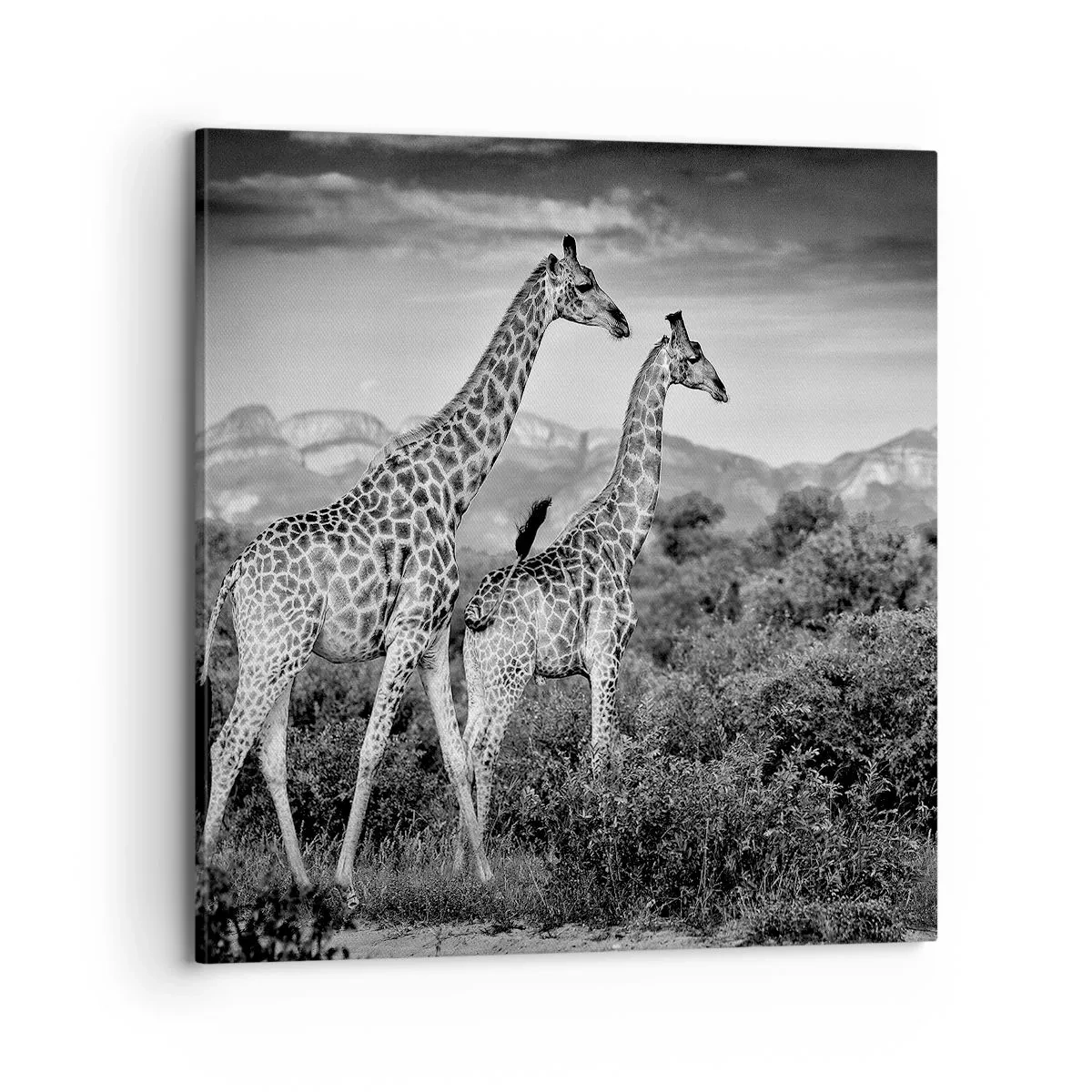 Vászonkép - Magas rangok Afrikában - 70x70 cm