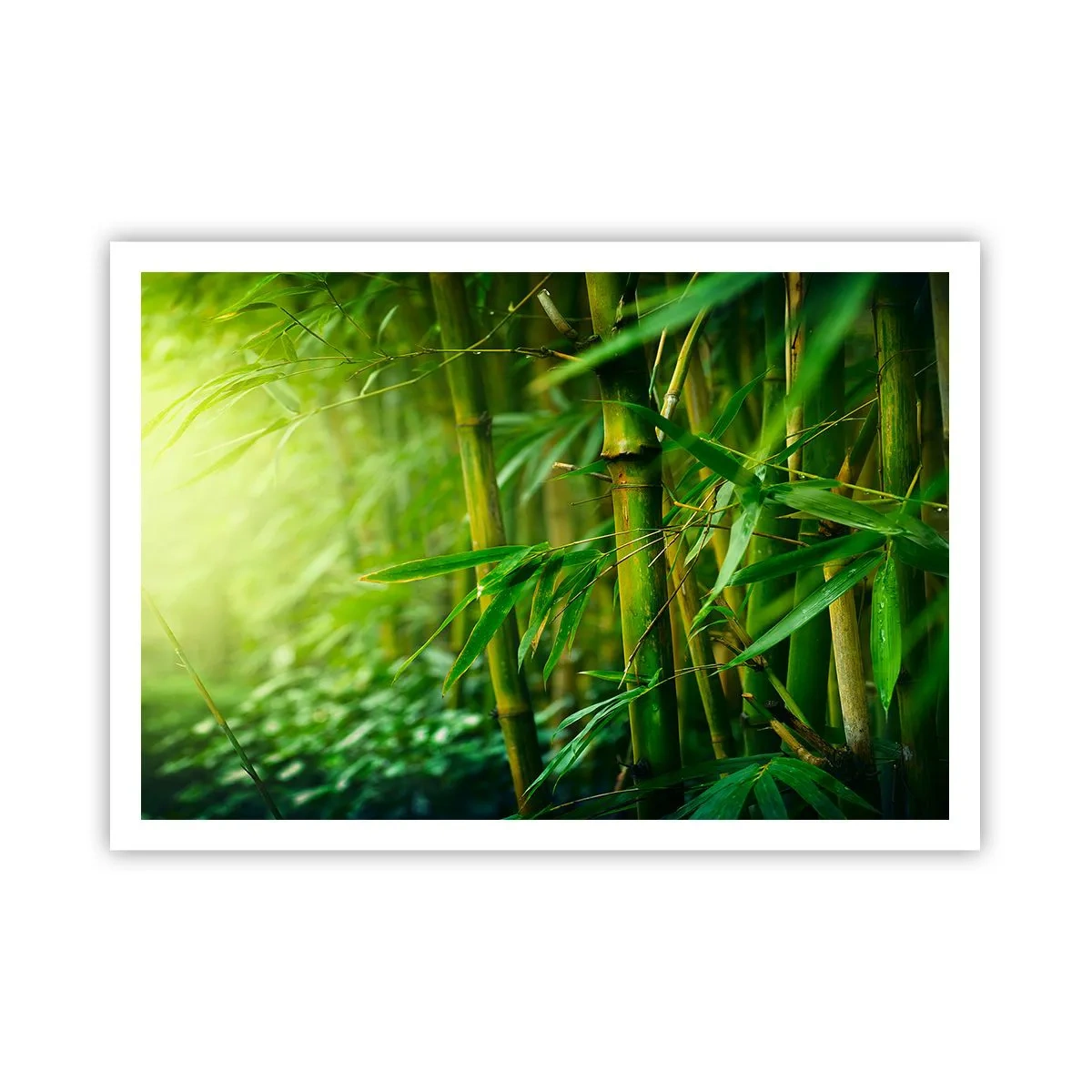 Poszter - Megismerni magát a zöldet - 100x70 cm