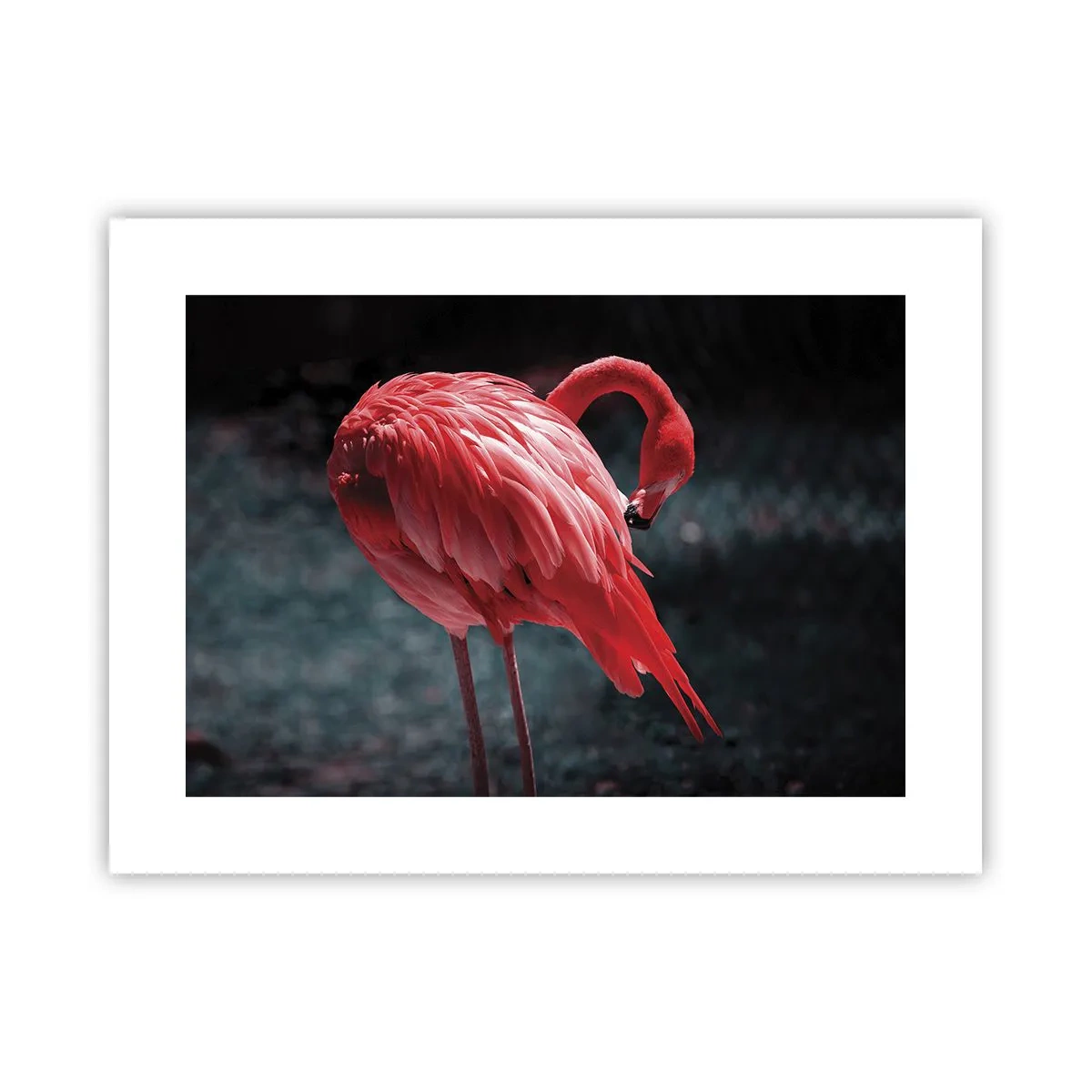 Poszter - A természet karmazsinvörös verse - 40x30 cm