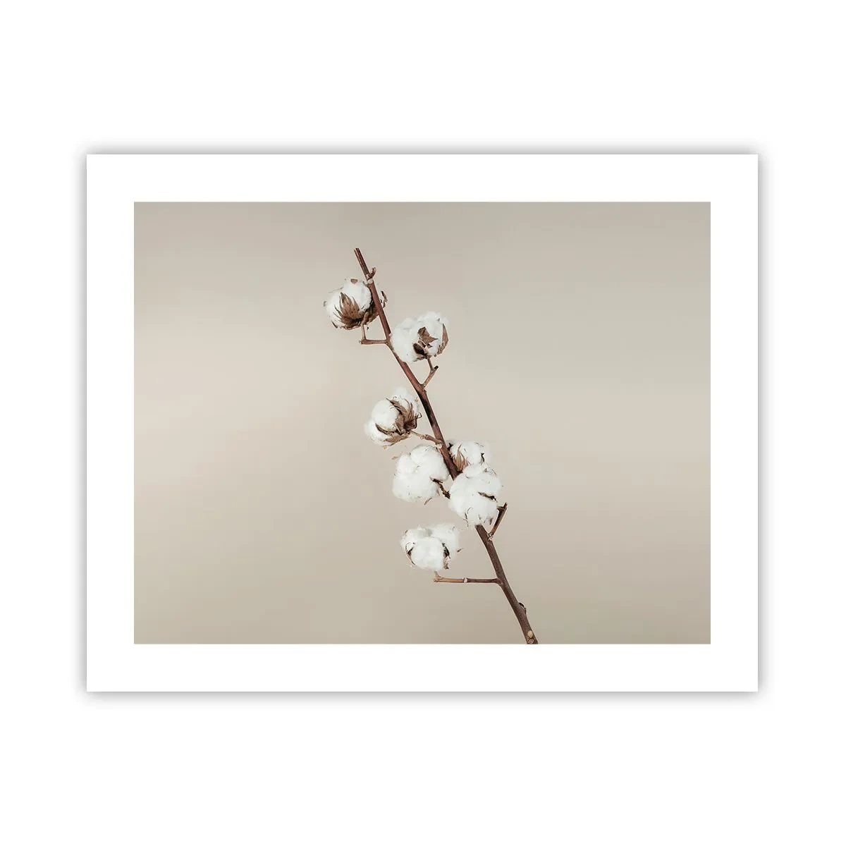 Poszter - A puhaság forrásánál - 50x40 cm