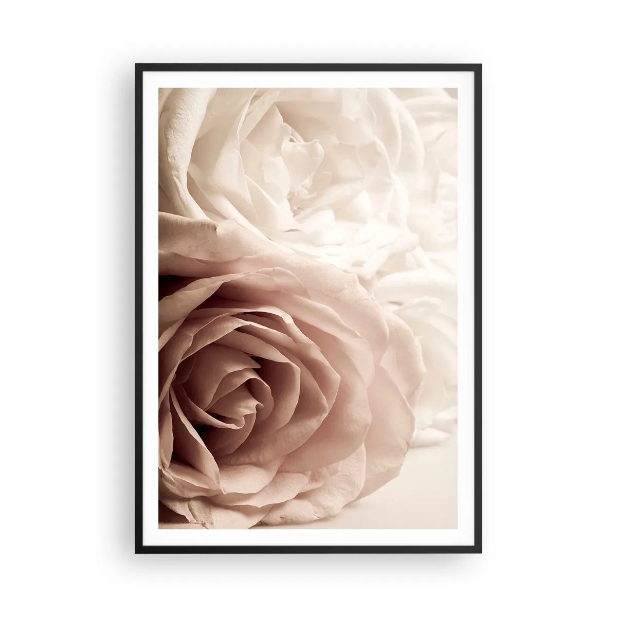 Poszter fehér keretben - Egy rózsa szívében - 70x100 cm