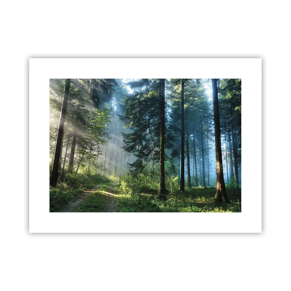 Poszter - Sugárzó reggel - 40x30 cm