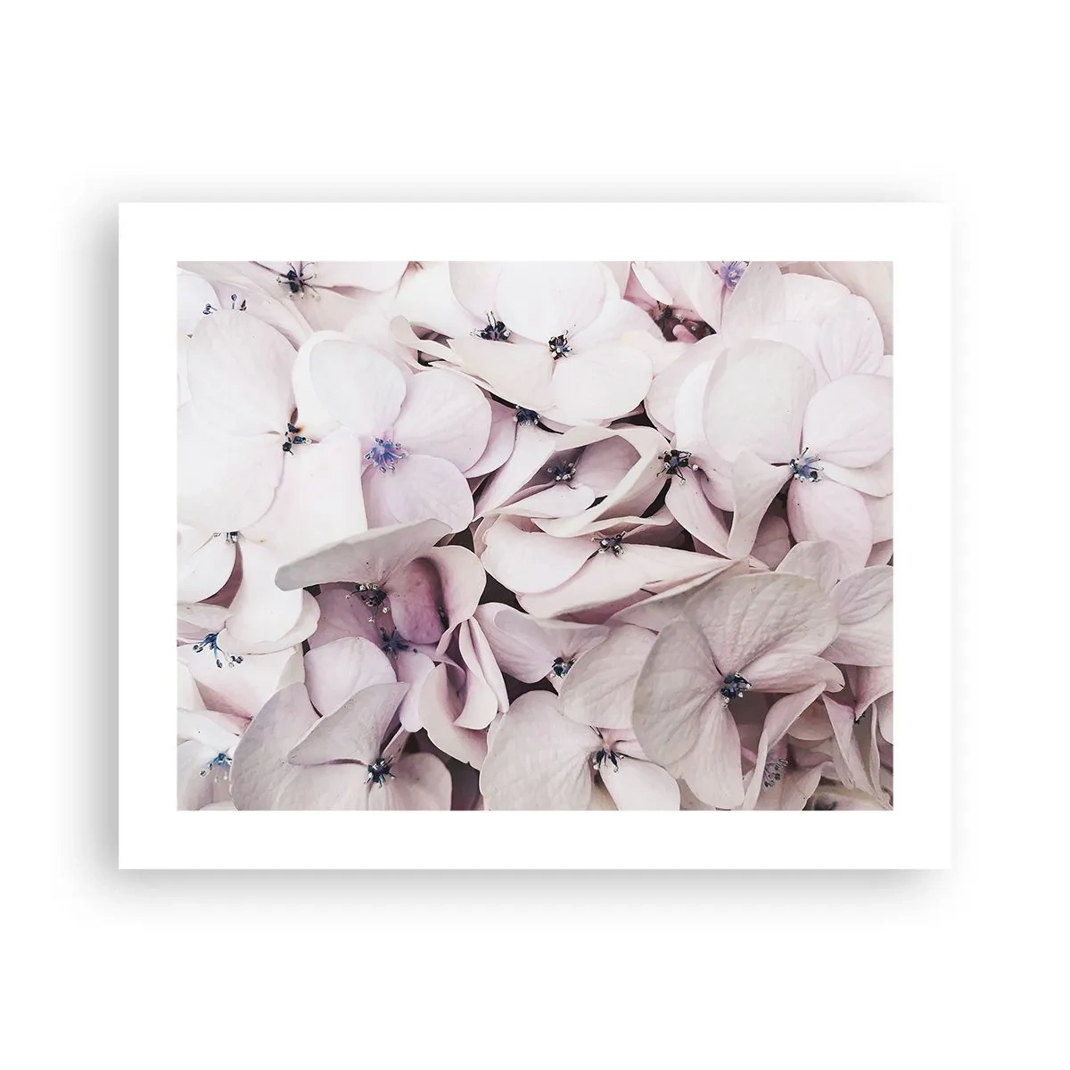 Poszter - A virágok áradatában - 50x40 cm