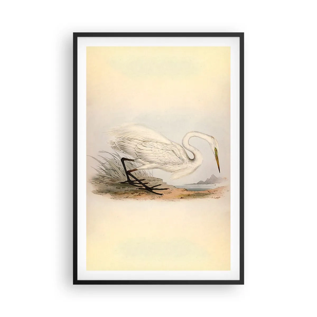 Poszter fehér keretben - Hölgy a nádasban - 61x91 cm