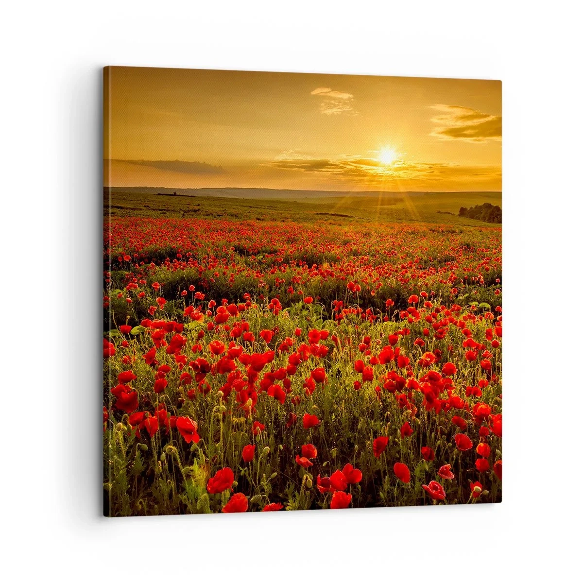 Vászonkép - Susogó rétek hullámai között, a virág özön között - 60x60 cm