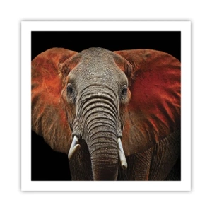 Poszter - Én vad vagyok, és te? - 60x60 cm