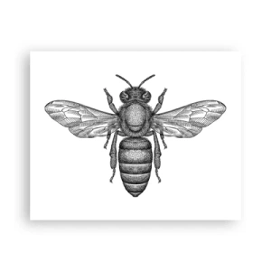 Poszter - Rovar portré - 50x40 cm