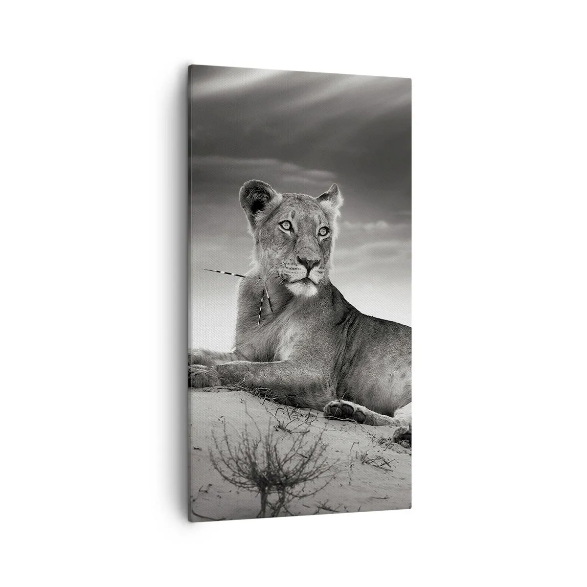 Vászonkép - A sivatagi királynő pihenése - 55x100 cm