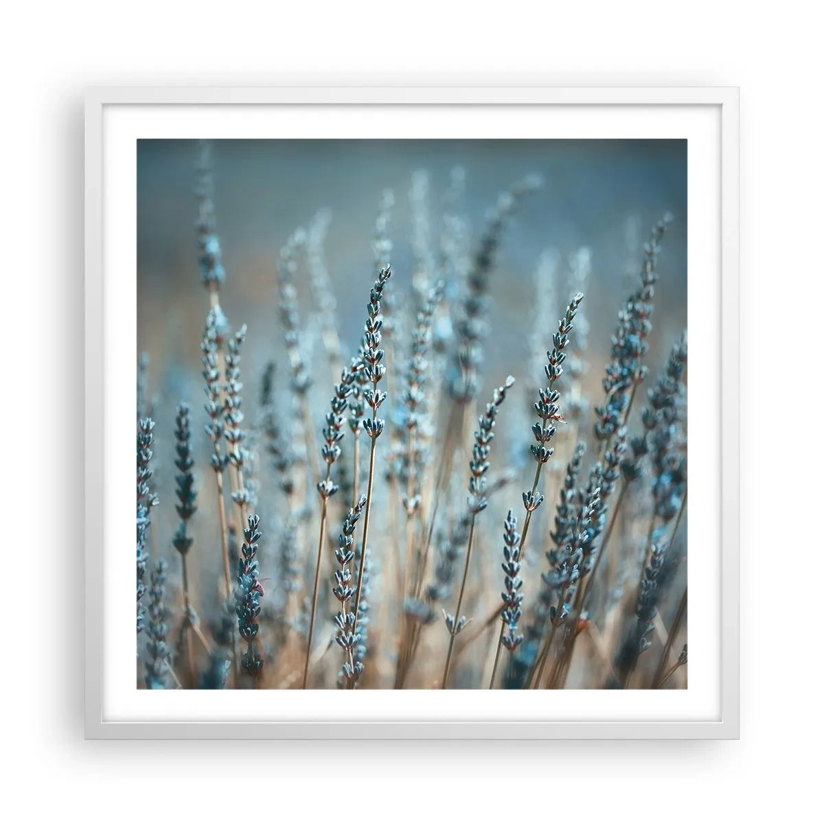 Poszter fekete keretben - Illatos szálak - 60x60 cm