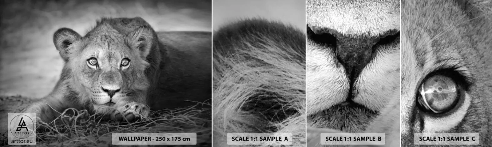 Fotótapéta Minta Standard Eco - Királyi kölyök - Állatok, Oroszlán, Fekete és fehér - 100x30 cm