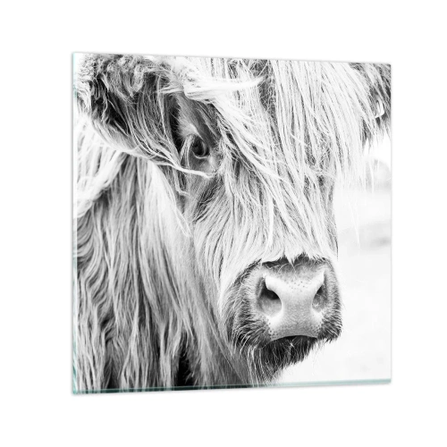 Üveg kép - Skót vadság - 40x40 cm
