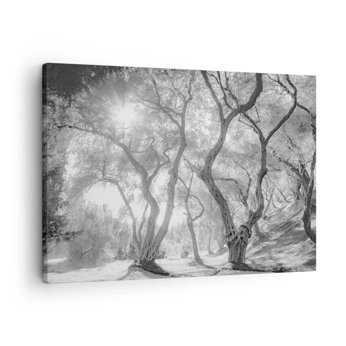 Vászonkép - Fekete-fehér kép a fákról egy olajfaligetben napsugarakkal - 70x50cm - Egy olajfaligetben - Modern fali dekoráció nappalihoz és hálószobához ARTTOR
