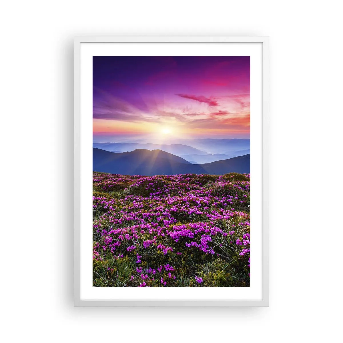 Poszter fekete keretben - A gyógynövények friss fürtjei illatoztak a mezőkről - 50x70 cm