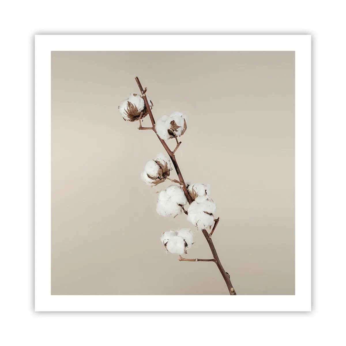 Poszter - A puhaság forrásánál - 60x60 cm