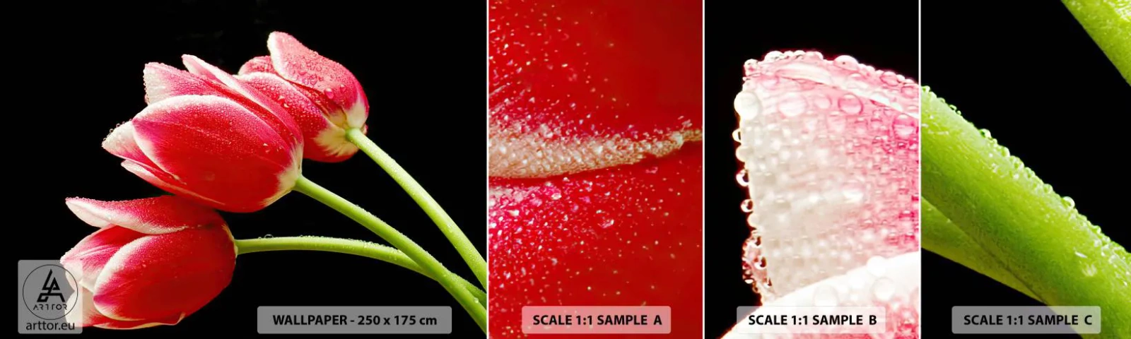 Fotótapéta Minta Standard Eco - A tiszta szerelem ígérete - Virágok, Tulipánok, Természet - 100x30 cm