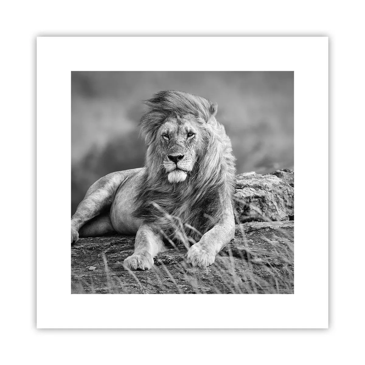 Poszter - Királyi szieszta - 30x30 cm