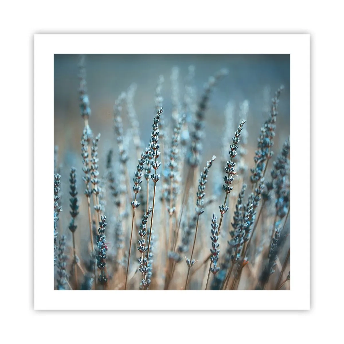 Poszter - Illatos szálak - 50x50 cm