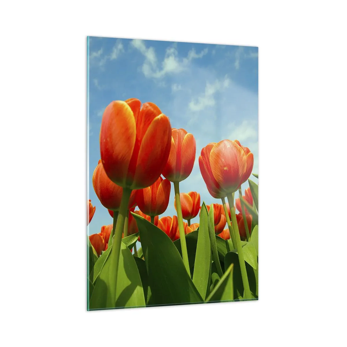 Üveg kép - A kék égen kívül semmire sincs szükségük az életükben - 50x70 cm