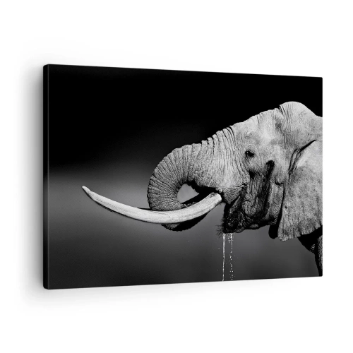 Vászonkép - Fekete-fehér portré egy elefántról profilban - 70x50cm - Igen, most jó - Modern fali dekoráció nappalihoz és hálószobához ARTTOR