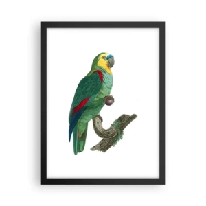 Poszter fehér keretben - Papagáj portré - 30x40 cm
