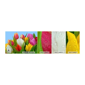 Fotótapéta Minta Öntapadós Deluxe Sticker - Virágos szivárvány harmatcseppekben - Tulipánok, Virágok, Csokor virág - 100x30 cm